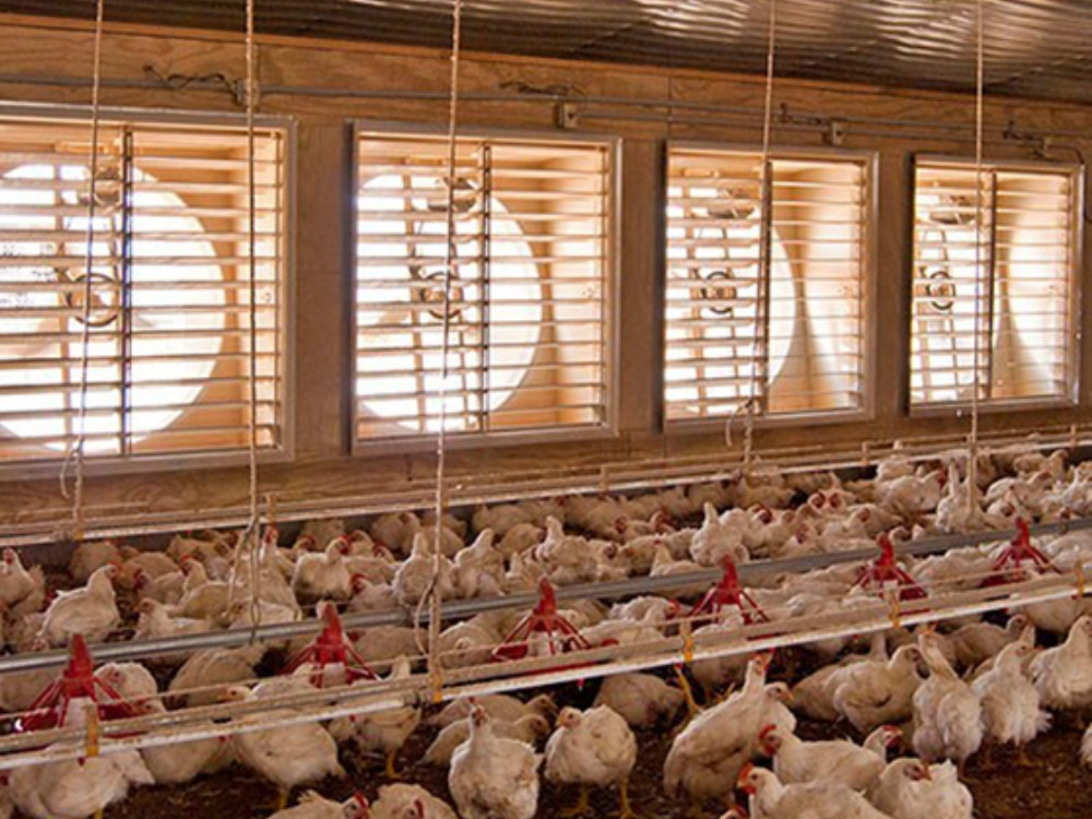 Vòng bi NTN cho hệ thống quạt trại nuôi gia cầm